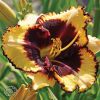 Hemerocallis Tiger Blood